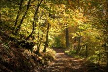 through the trees.jpg
